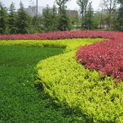 大毅苗木树林苗圃低价供应金森女贞绿化小灌木