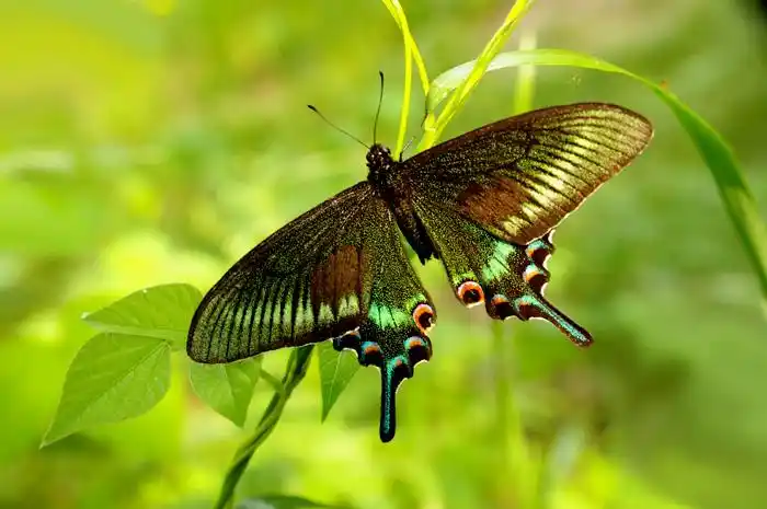 [图片]绿带翠凤蝶