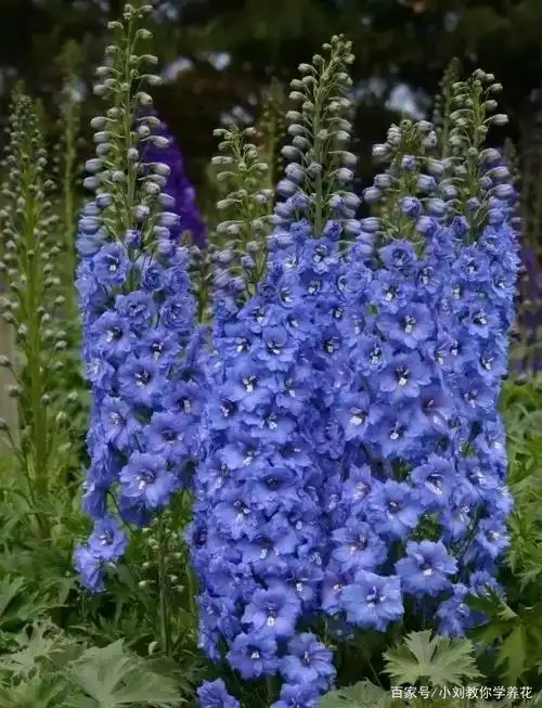 蓝色系大花飞燕草,花朵似燕子,自带高级感!成片种植更美!