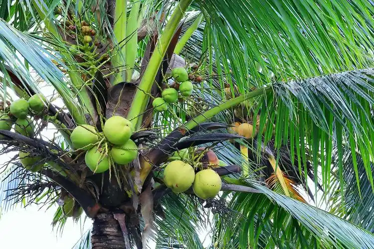 这是椰子树,接的椰子果.