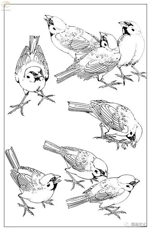 白描麻雀百图分享