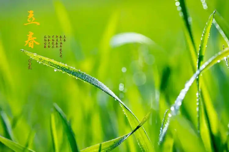 今日立春9张图告诉你广元的春天在摄影师眼中有多美