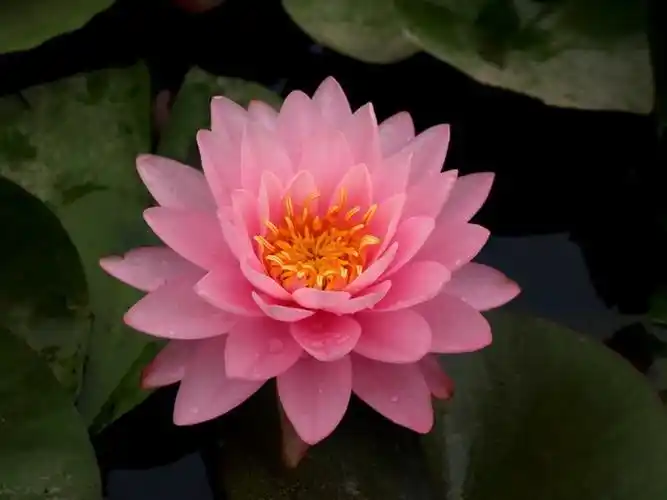 【转载】[转] 细说九品莲花