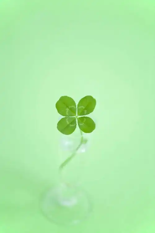 俯视,室内,特写,白天,自由,水,花瓶,绿色背景,液体,陶瓷,水滴,四叶草