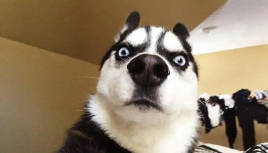 狗为啥吃便便?尤其是哈士奇那么帅也吃便便吗?二傻吃屎?搞笑 - 简书