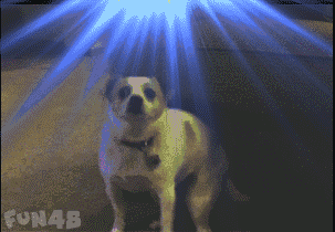 必杀技:头,腰,臀,四肢都能跟随强有力的节奏摆动,特别的有节奏感.