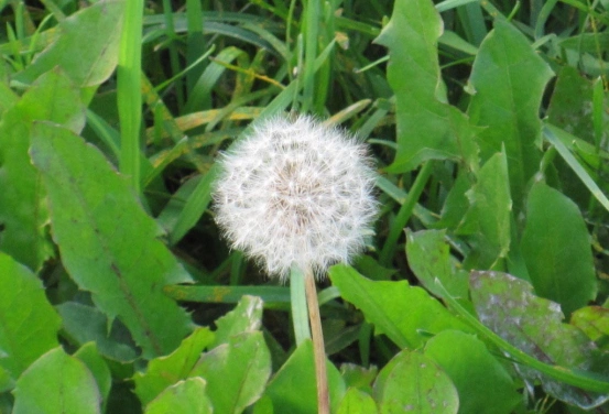 蒲公英高清大图欣赏!