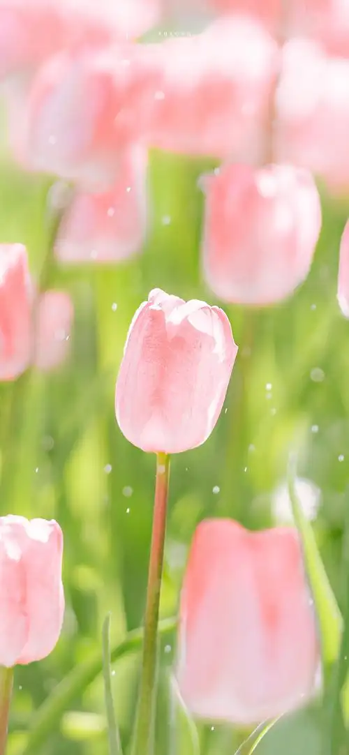 好看的花花草草们