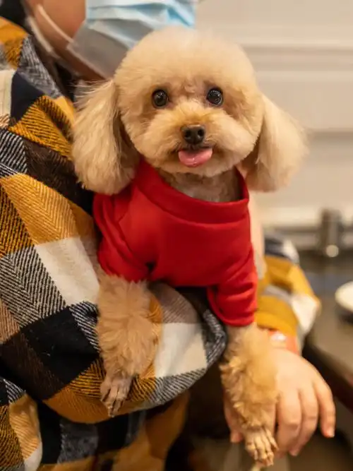 北京泰迪卷毛百富宫年会花絮2