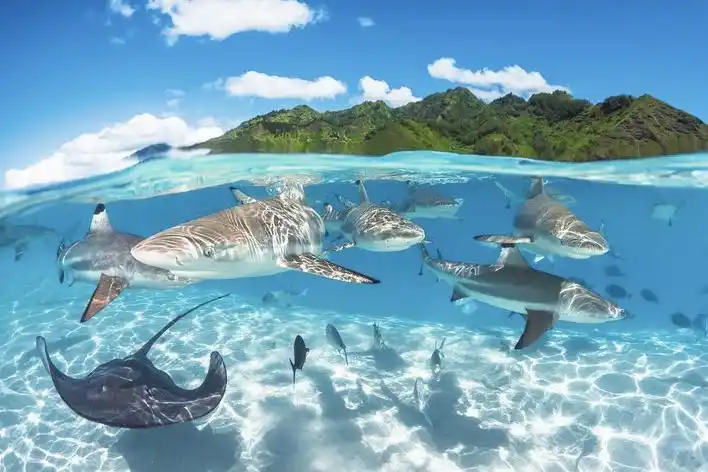 全球水下摄影大赛年度奖揭晓