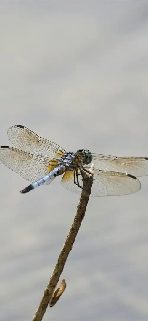 你的壁纸该换了##动物##蜻蜓##摄影##手机壁纸