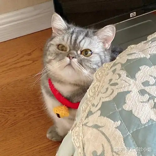 美短和加菲能串吗? - 知乎