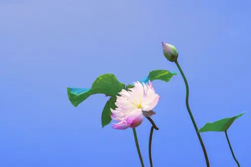 2020年秋季水上公园荷塘美景 - 美篇