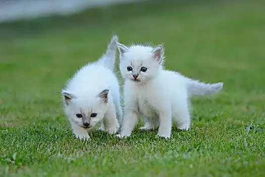 猫,猫,草坪看,猫年轻,草坪相关词推荐:睡觉可爱跳跃宠物眼睛幽默爪