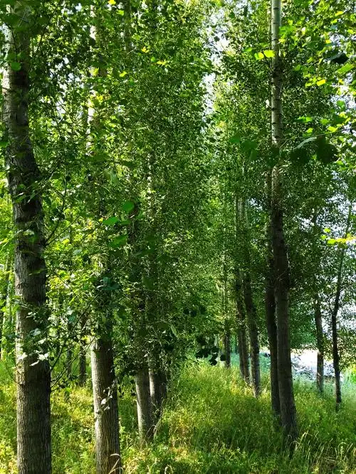 秋之韵 — 乡村的秋天