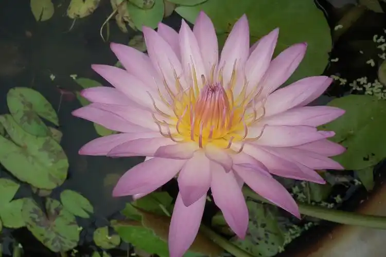 龙海市九品莲花花卉专业合作社---台湾林朕古九品香水莲花,种苗生产