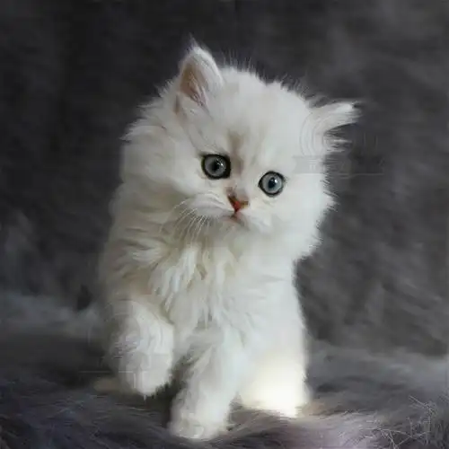 金吉拉幼猫活体波斯猫长毛上海铲屎公社cfa注册猫咪