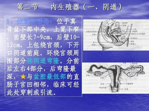 女性生殖系统解剖课件ppt