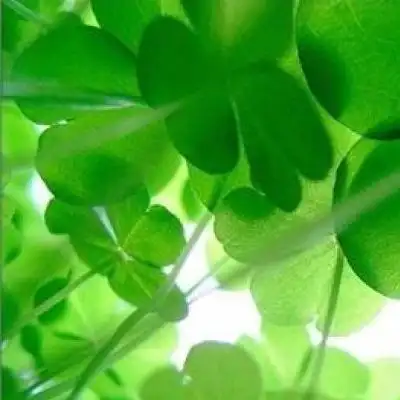 风景头像阳光四叶草