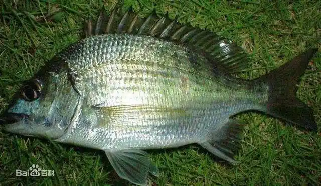 大眼黑鲷鱼眼睛较大,位于头顶,北部灰褐色,有四块较宽的黑带.