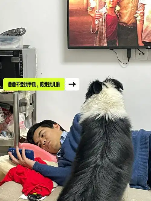 小尾巴摇的欢的嘞,和老公友好互动#因为每天要在外面玩一两个小时