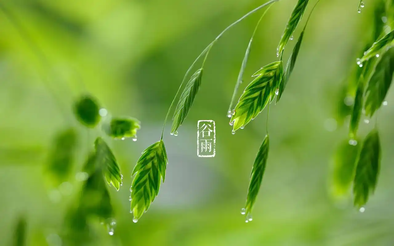 二十四节气谷雨绿色护眼高清桌面壁纸