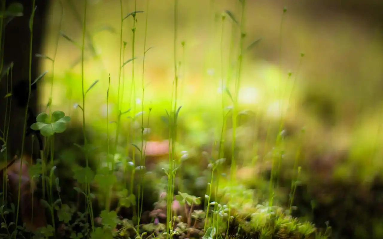 小清新养眼的绿色植物护眼桌面壁纸高清 第二辑