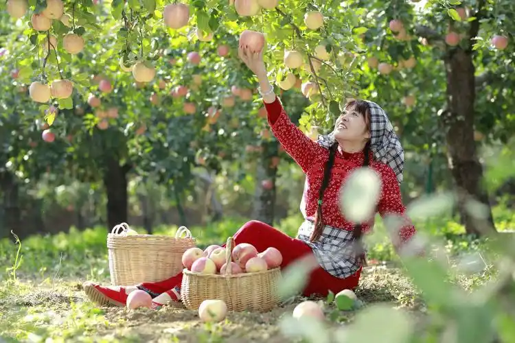 其它 秋——丰收的季节 写美篇出镜:     北方雁         莲花 摄影