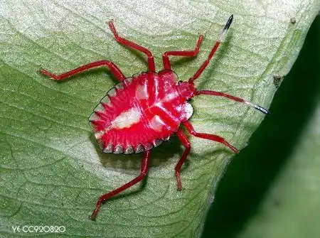 谁知道这个漂亮昆虫叫什么?