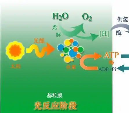 光化学反应其他