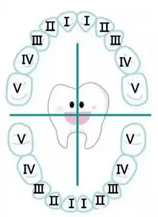 人的一生只有两副牙齿——乳牙和恒牙,儿童在6～12岁这一阶段为换牙期
