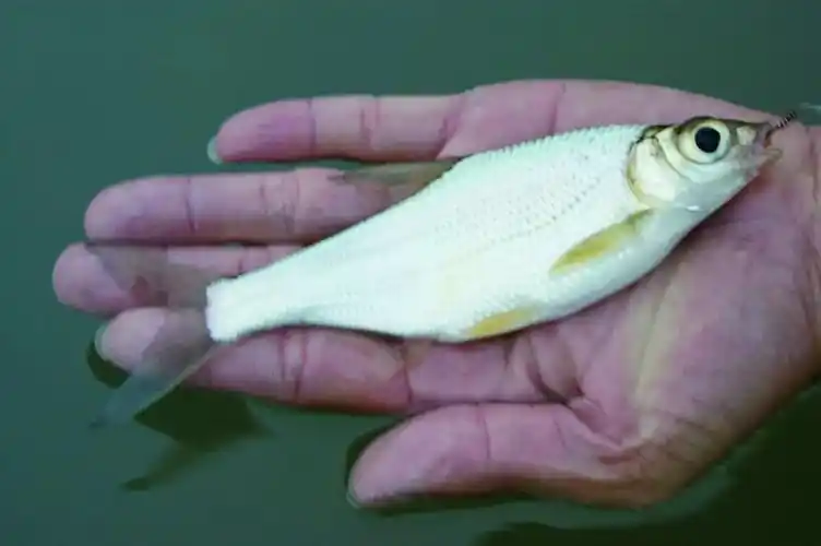 飞钓溪流之中的大眼精灵大眼华鳊