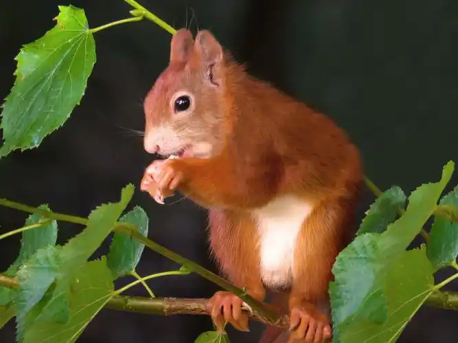 可爱的棕色小松鼠,图片,壁纸,动物-桌酷