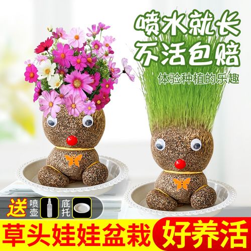草头娃娃头发开花植物儿童种植种草猫草长花头上长草生长观察盆栽