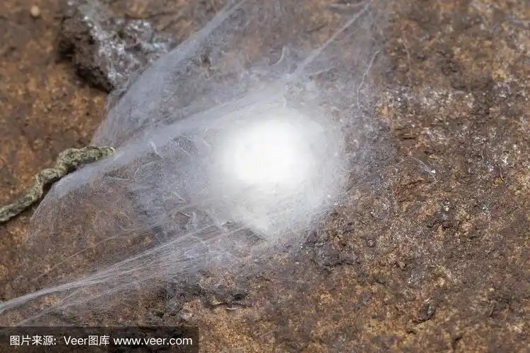 刺蜘蛛科,蜘蛛卵袋,地栖蜘蛛