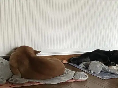 一个胖狗睡觉的背影