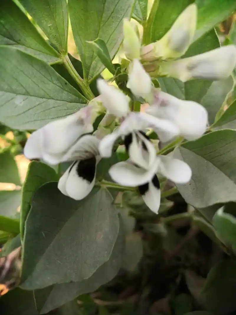 阳光下,蚕豆花也开了,每朵花都用自己的方式,诠释春天!#心和 - 抖音
