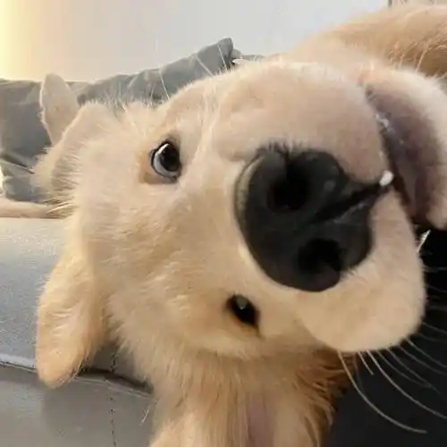 可爱沙雕狗狗头像