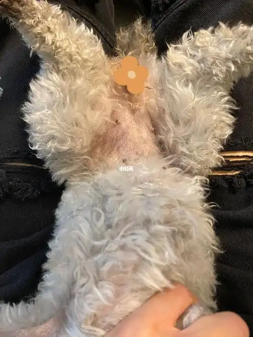 灰泰迪  #小体灰泰迪  #泰迪  ami怀孕24天,这个肚子也没有什么变化