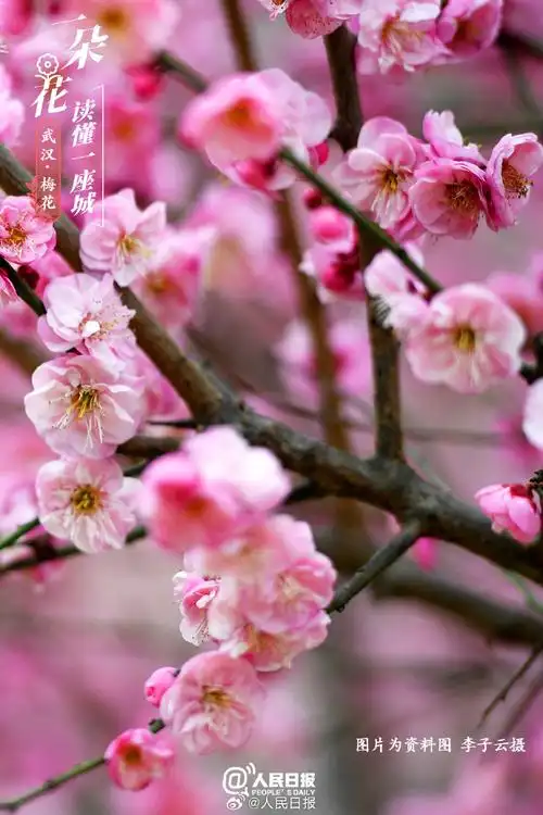 武汉梅花超美壁纸
