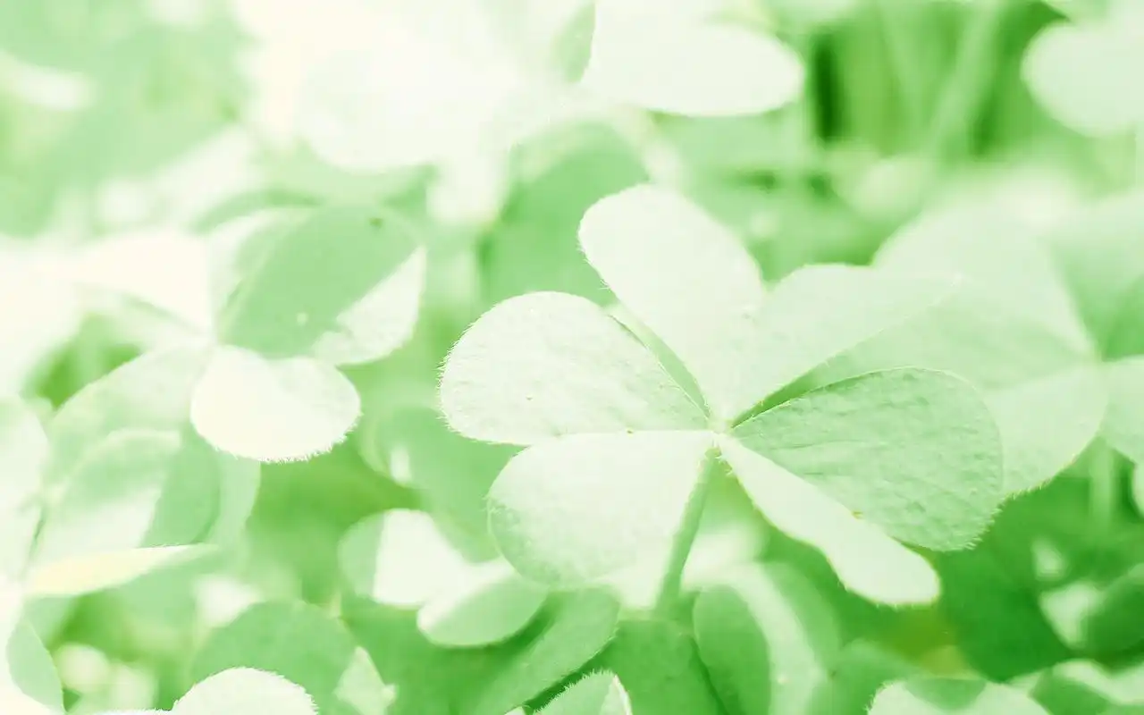 好看的绿色系壁纸,护眼又清新,喜欢就赶紧下载吧!