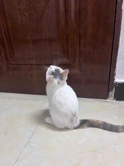 梵色英短妹妹找新主人拉