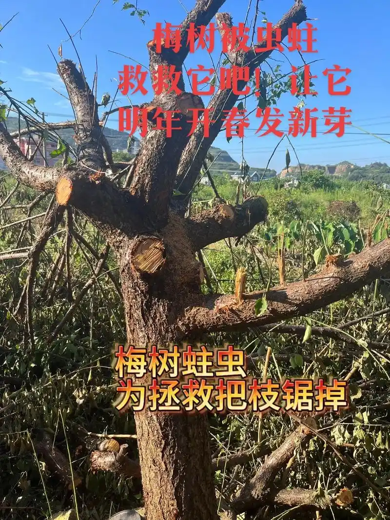 救救梅树.它被虫蛀,我救它让它明年春天发新芽#园林绿化 #修