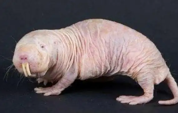 凭长相,七鳃鳗在世界十大丑陋动物中也是排在前列的,它是一种非常恶心