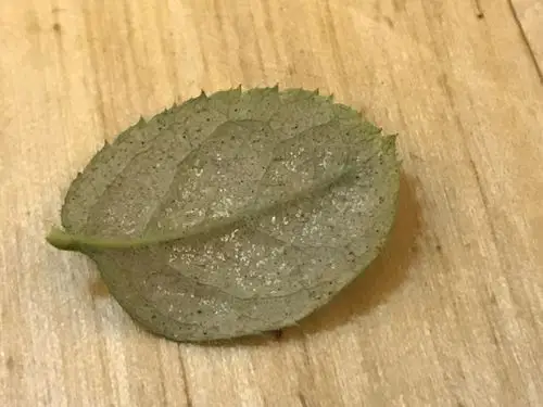 2018-08-18 月季上的红蜘蛛