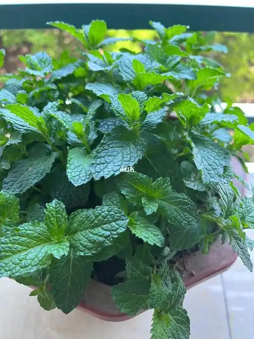 这是可食用薄荷吗