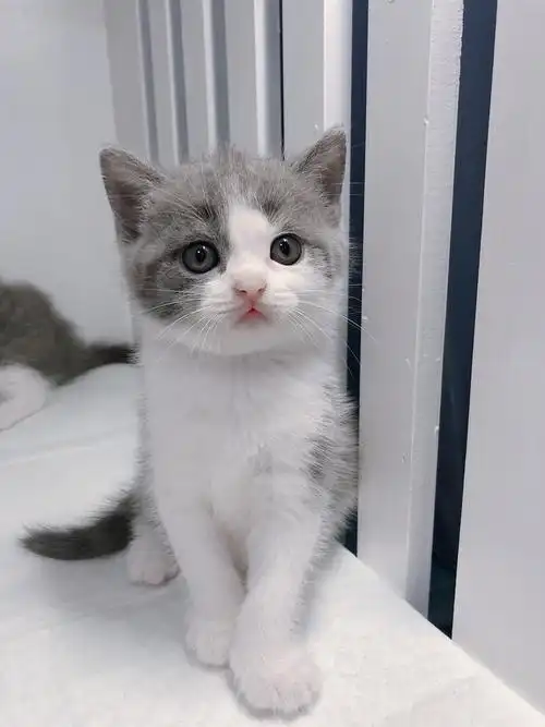 家养纯种 蓝猫 蓝白低价出售