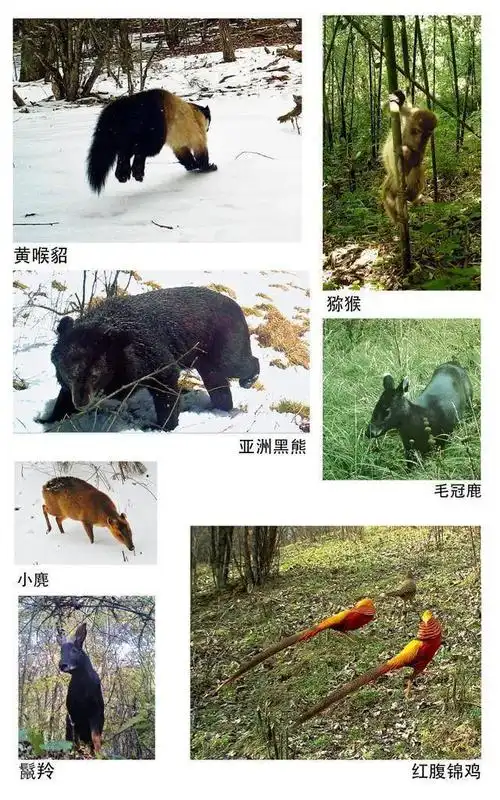 4000种植物1000种动物北纬3102的神农架有多神