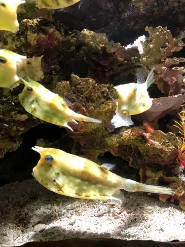 知道这叫什么鱼吗?海牛!