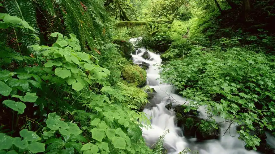 绿色清新护眼自然风景桌面壁纸